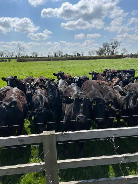 Herd at the fence line