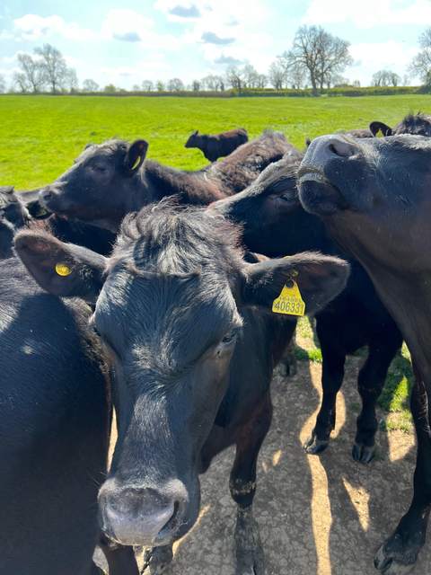 Ear-tagged young stock