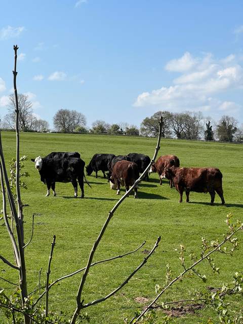 Mixed beef cattle at grass
