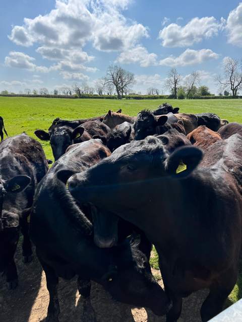 Black cattle, close up