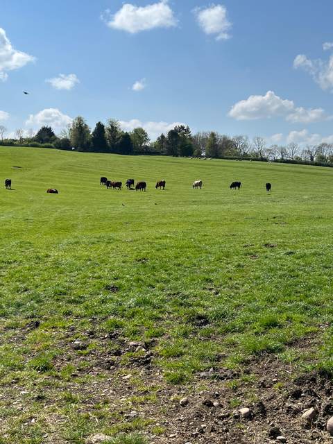 Open pasture and hedgerows