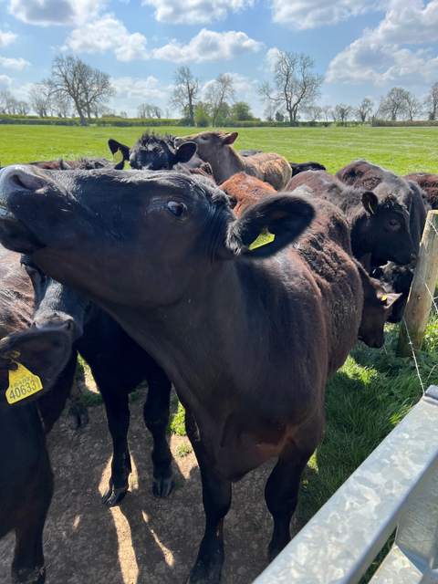 Curious heifer at the gate