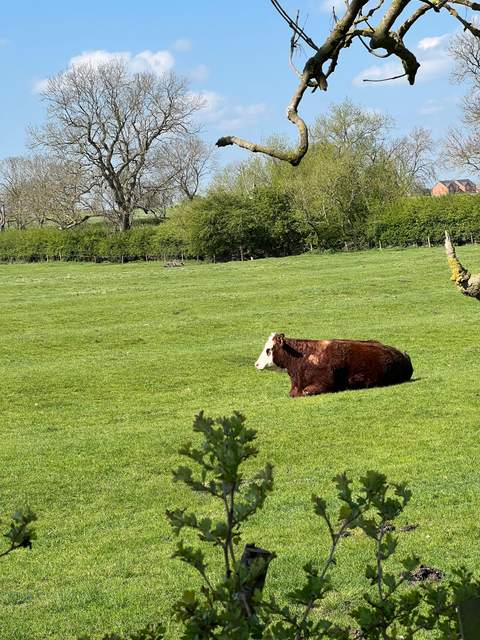 Resting in the paddock