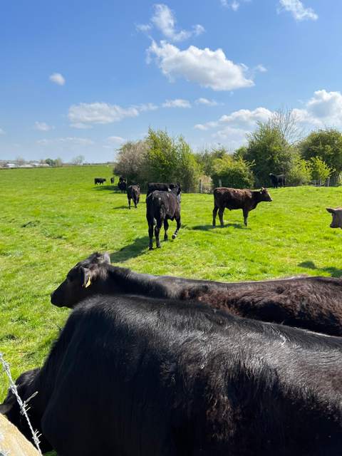Grazing on spring grass