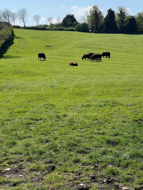 Cattle in the lower field
