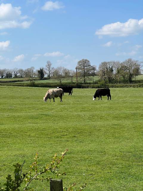 Grazing pair