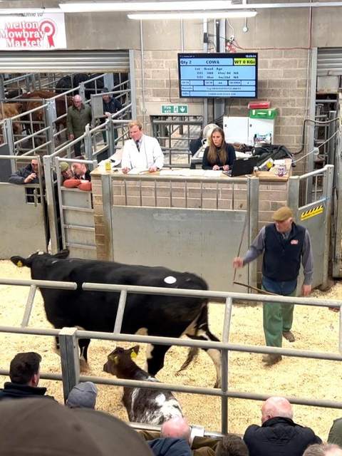 The sale ring on auction day