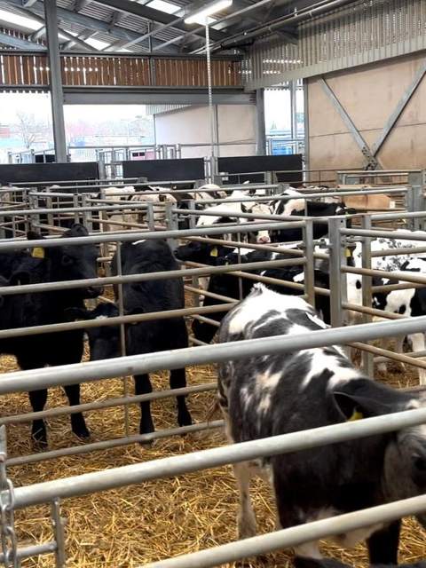 Cattle penned before the sale