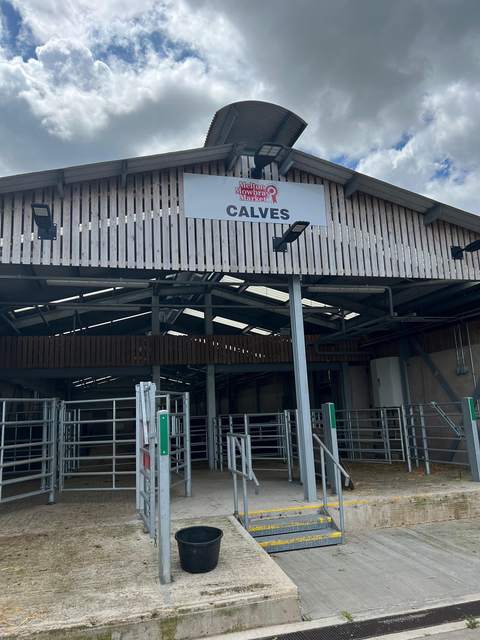 The calf section of the market