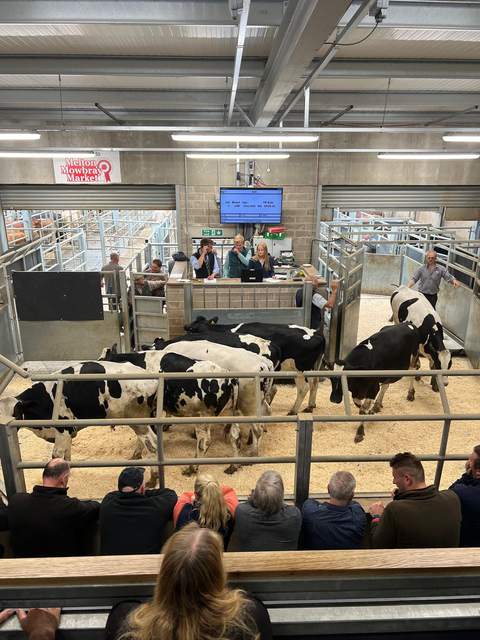 Dairy-cross cattle in the ring
