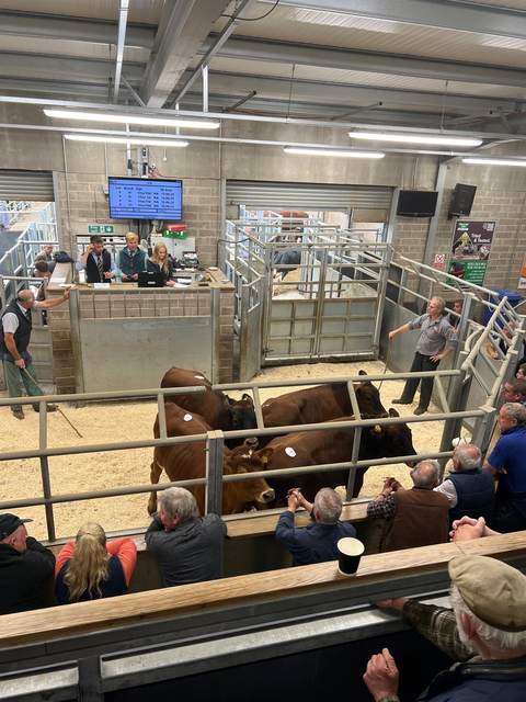 Buyers around the sale ring