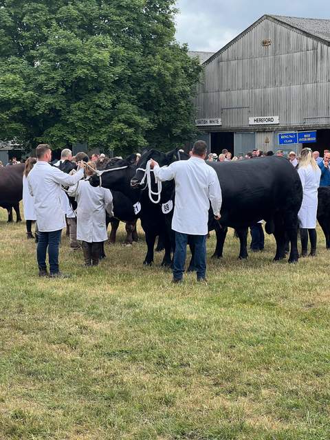 Beef cattle at an agricultural show