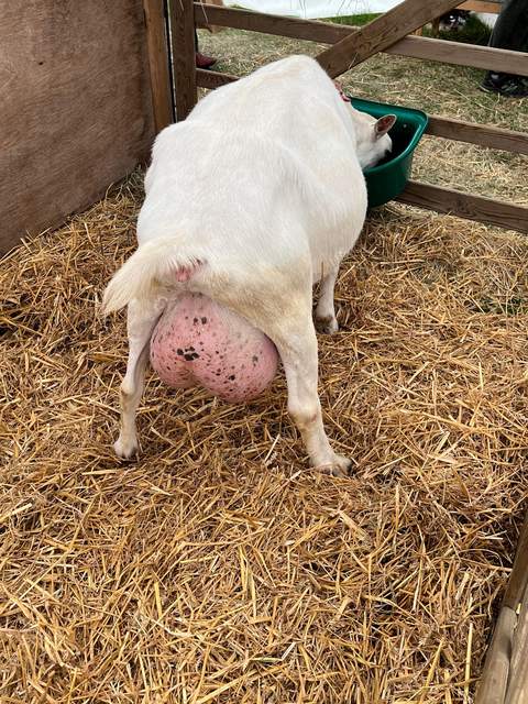 A goat in its show pen